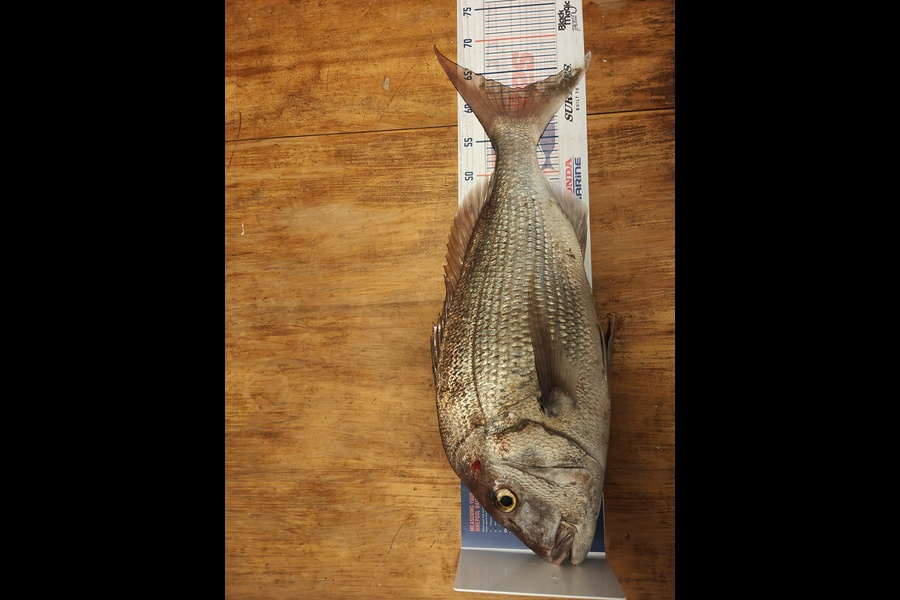 Nathan Clement caught this 62.5cm Snapper at Uretiti during The Hirepool Baitmates Fishing Comp