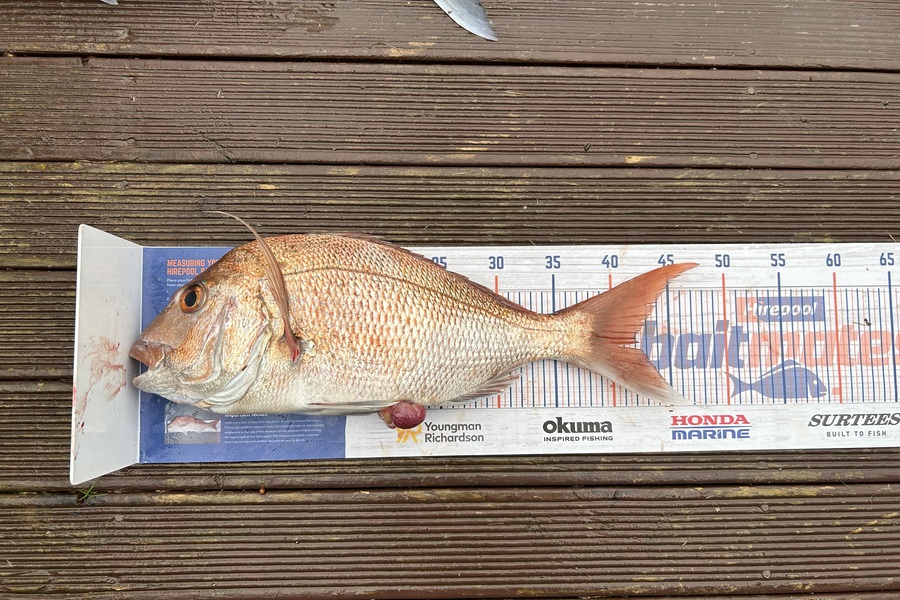 Simeon Hansen caught this 42.0cm Snapper at Opotiki  during The Hirepool Baitmates Fishing Comp