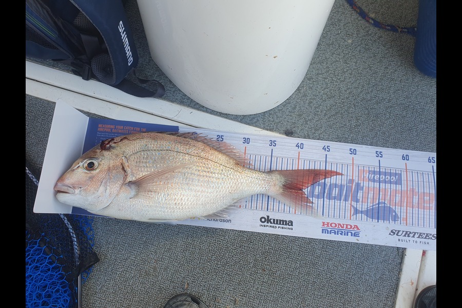Louie Moffitt caught this 40.5cm Snapper at Naiper  during The Hirepool Baitmates Fishing Comp