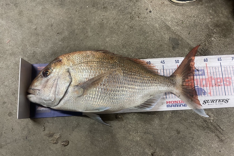 Nick van der Veen caught this 55.0cm Snapper at Otaki during The Hirepool Baitmates Fishing Comp