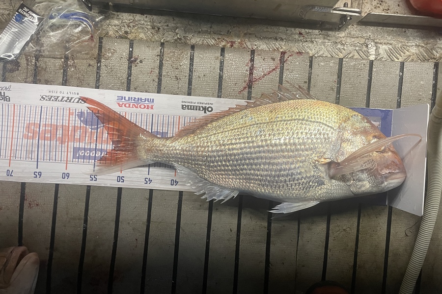 Sam Julian caught this 51.5cm Snapper at Makara during The Hirepool Baitmates Fishing Comp