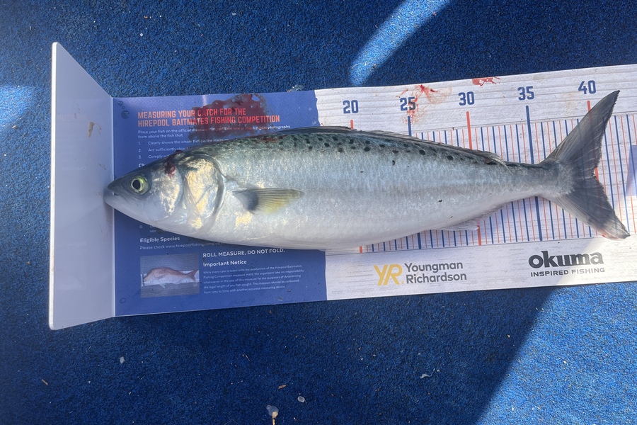 Reece Harvey caught this 39.5cm Kahawai at Golden bay during The Hirepool Baitmates Fishing Comp