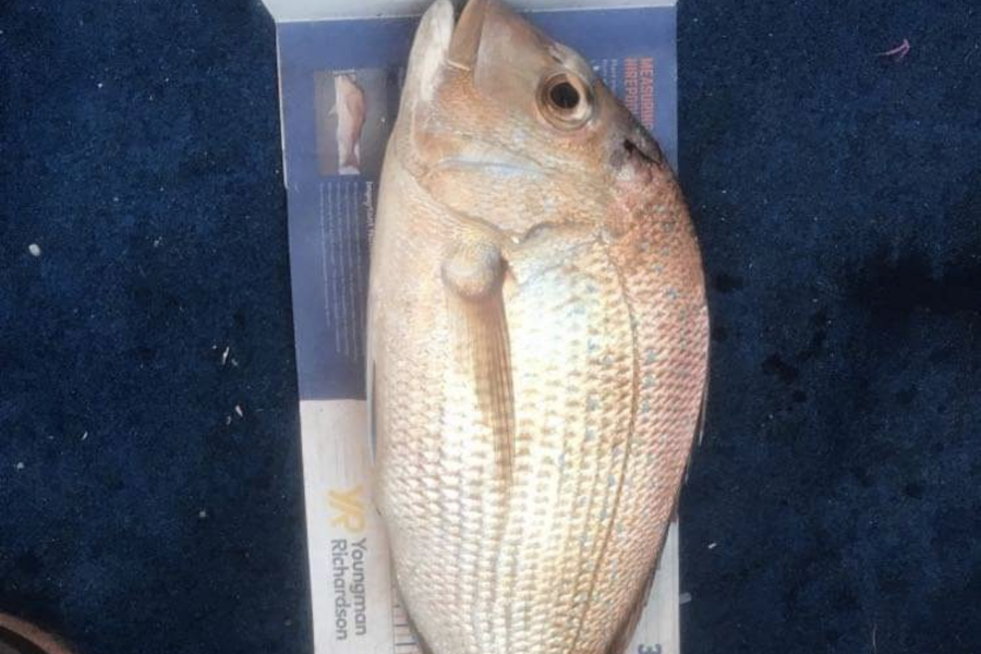 Elliot Gordon caught this 41.5cm Snapper at Tauranga during The Hirepool Baitmates Fishing Comp