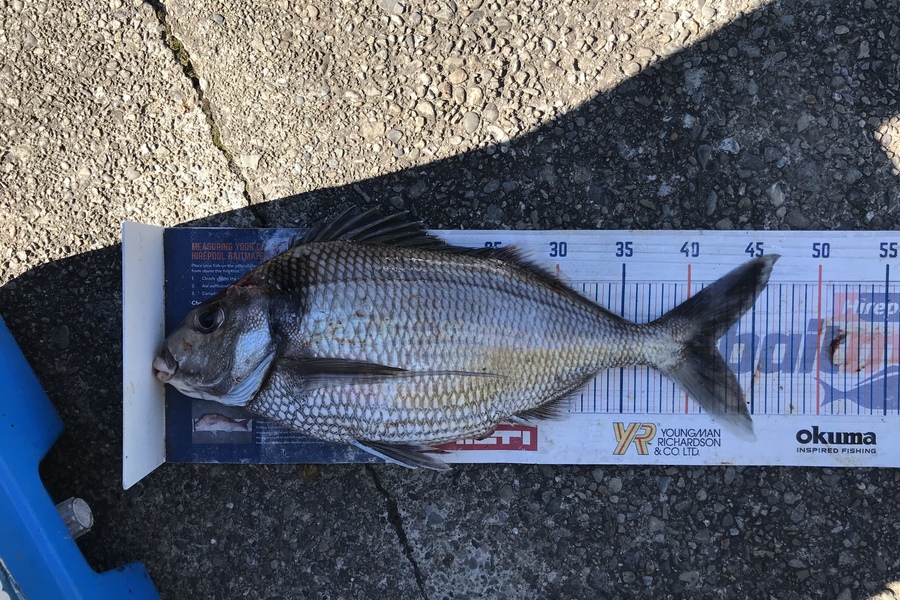 Anthony Murray caught this 42.0cm Tarakihi at Wellington South Coast during The Hirepool Baitmates Fishing Comp