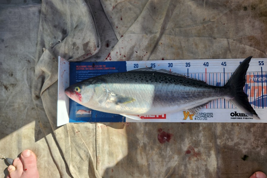 Jack Gray caught this 50.0cm Kahawai at Tairua during The Hirepool Baitmates Fishing Comp