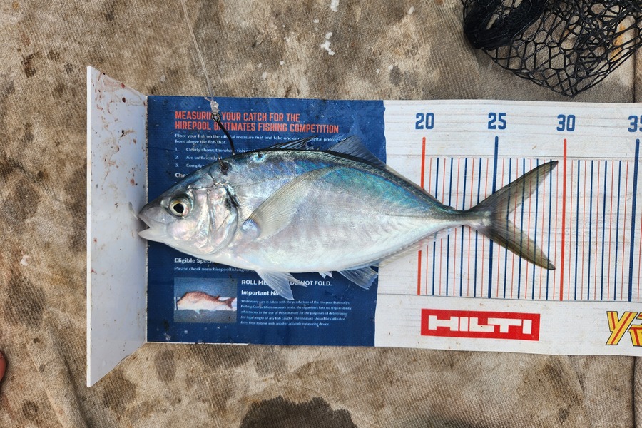 Jack Gray caught this 25.5cm Trevally at Tairua during The Hirepool Baitmates Fishing Comp