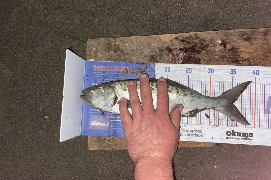 Kieran Daly caught this 35.0cm Kahawai at Kapiti coast  during The Hirepool Baitmates Fishing Comp