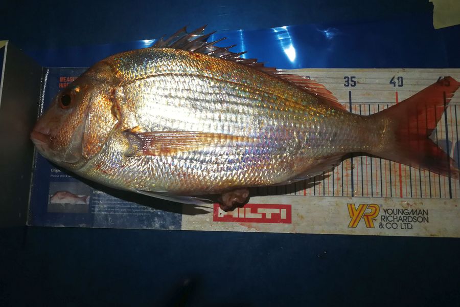 Leigh Page caught this 43.0cm Snapper at Wellington south coast during The Hirepool Baitmates Fishing Comp
