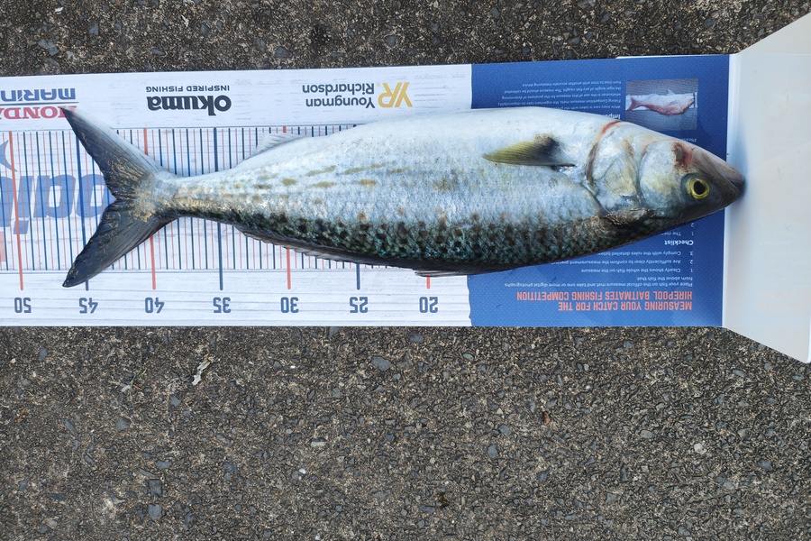 Nathan Clement caught this 42.0cm Kahawai at Uretiti during The Hirepool Baitmates Fishing Comp