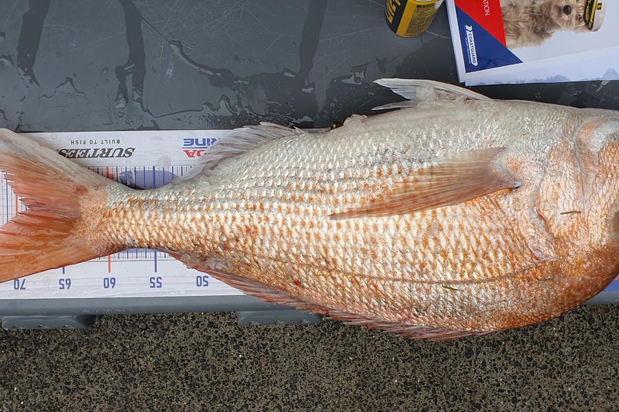 Tony LY caught this 68.5cm Snapper at Kawakawa bay  during The Hirepool Baitmates Fishing Comp