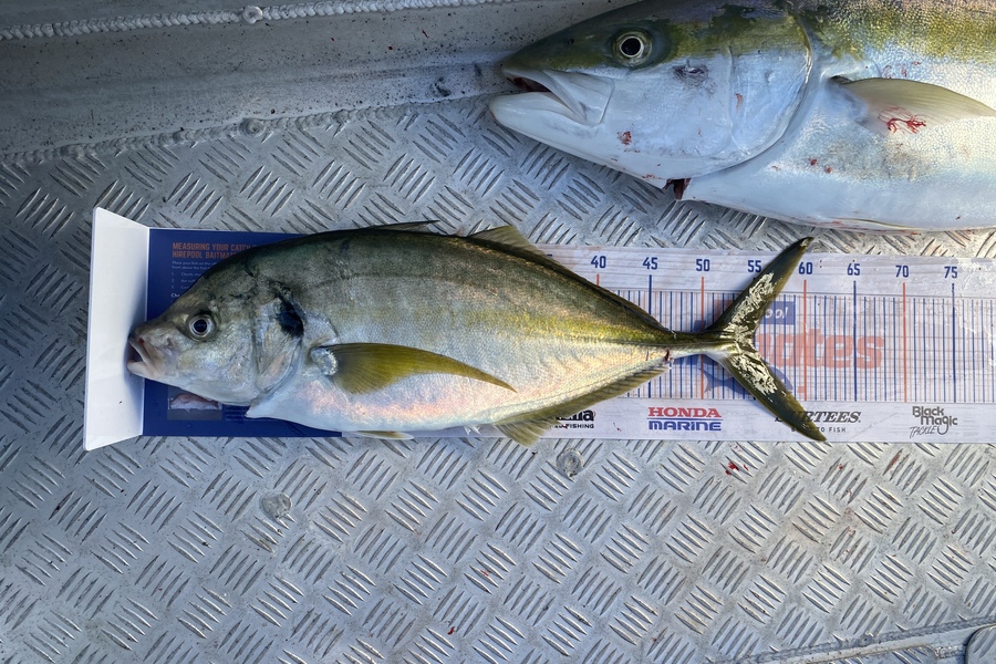 Scott Marriott caught this 54.5cm Trevally at Mana during The Hirepool Baitmates Fishing Comp