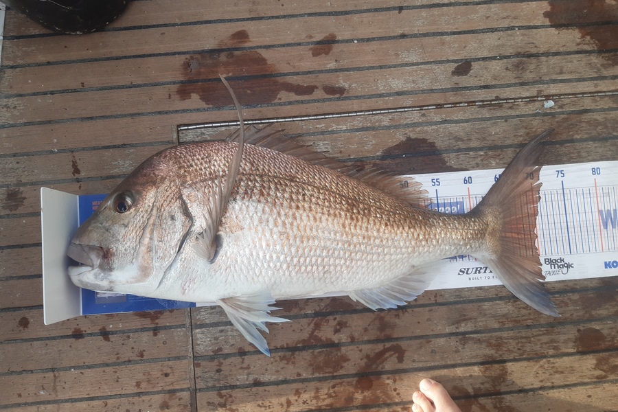 Karen Barnao caught this 70.0cm Snapper at Bay of Islands during The Hirepool Baitmates Fishing Comp