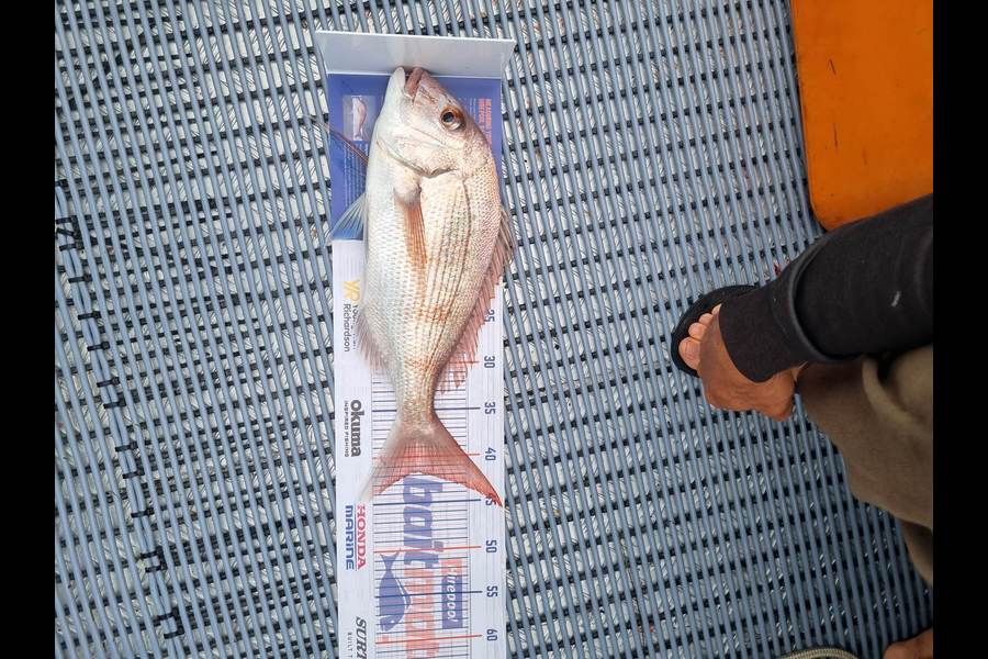 Luke Breingan caught this 41.5cm Snapper at Whakatane  during The Hirepool Baitmates Fishing Comp