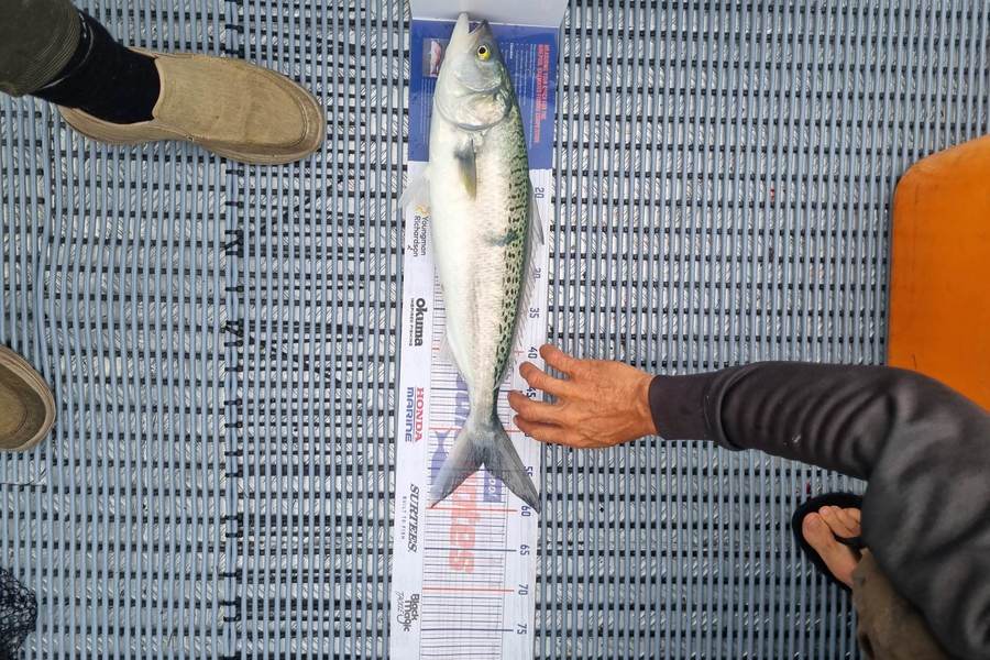 Luke Breingan caught this 54.0cm Kahawai at Whakatane  during The Hirepool Baitmates Fishing Comp