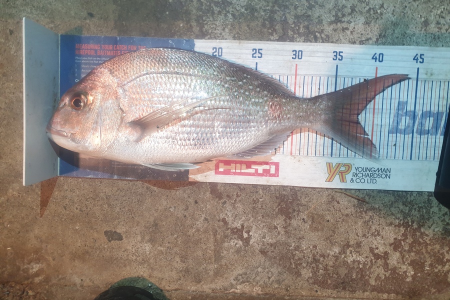 Rodney Niven caught this 38.0cm Snapper at Wellington  during The Hirepool Baitmates Fishing Comp
