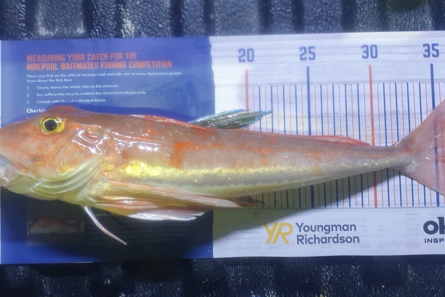 Pat Barrett caught this 37.5cm Gurnard at Otaki Beach during The Hirepool Baitmates Fishing Comp