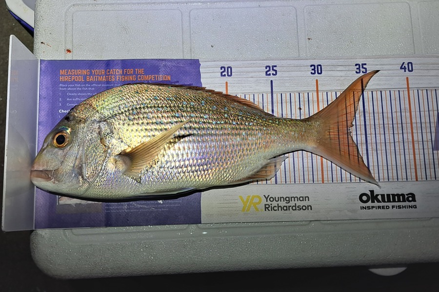Dylan Ray caught this 33.0cm Snapper at Takaka during The Hirepool Baitmates Fishing Comp