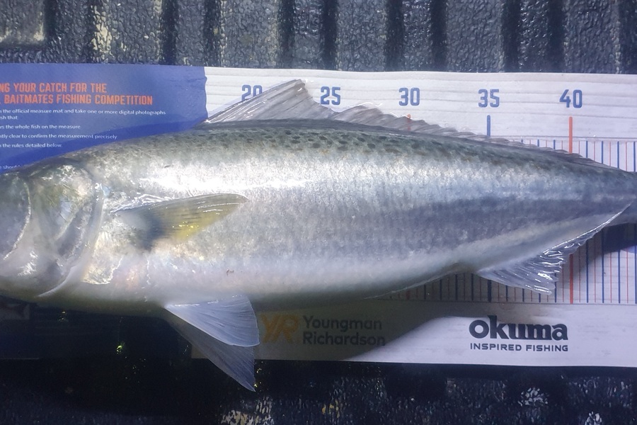 Pat Barrett caught this 50.0cm Kahawai at Otaki Beach during The Hirepool Baitmates Fishing Comp