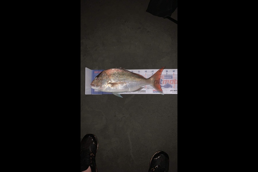 Dwayne Joy caught this 50.0cm Snapper at Kapiti Coast  during The Hirepool Baitmates Fishing Comp