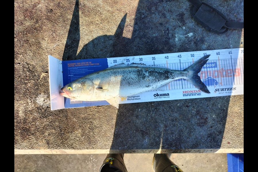 Joel Rangi caught this 51.0cm Kahawai at Kaituna river mouth, Tauranga  during The Hirepool Baitmates Fishing Comp