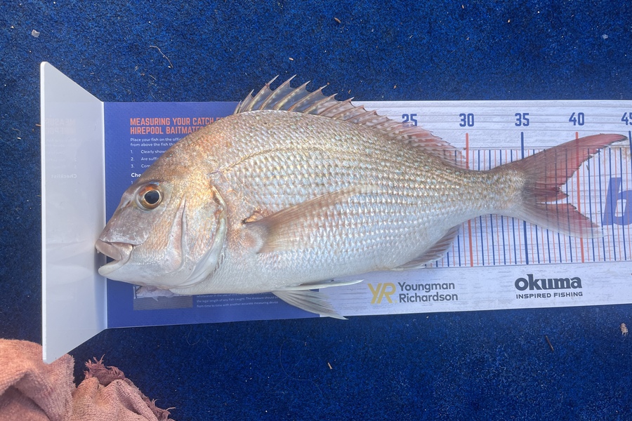 Reece Harvey caught this 38.0cm Snapper at Golden bay during The Hirepool Baitmates Fishing Comp