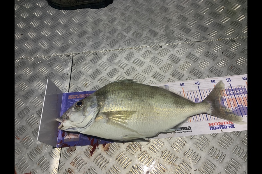 Gavin White caught this 50.0cm Tarakihi at Wellington  during The Hirepool Baitmates Fishing Comp