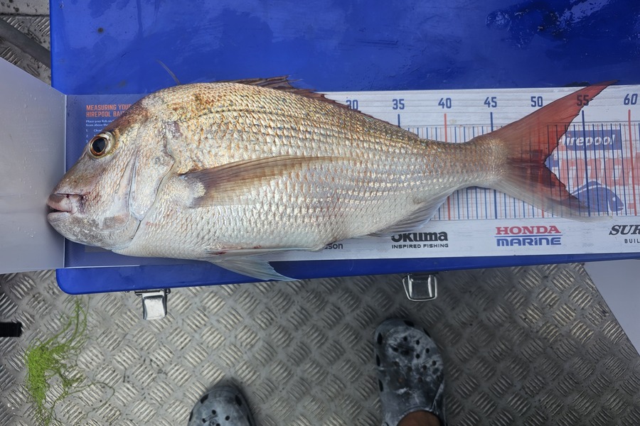 Tawhana Terry caught this 50.5cm Snapper at Whangarei during The Hirepool Baitmates Fishing Comp