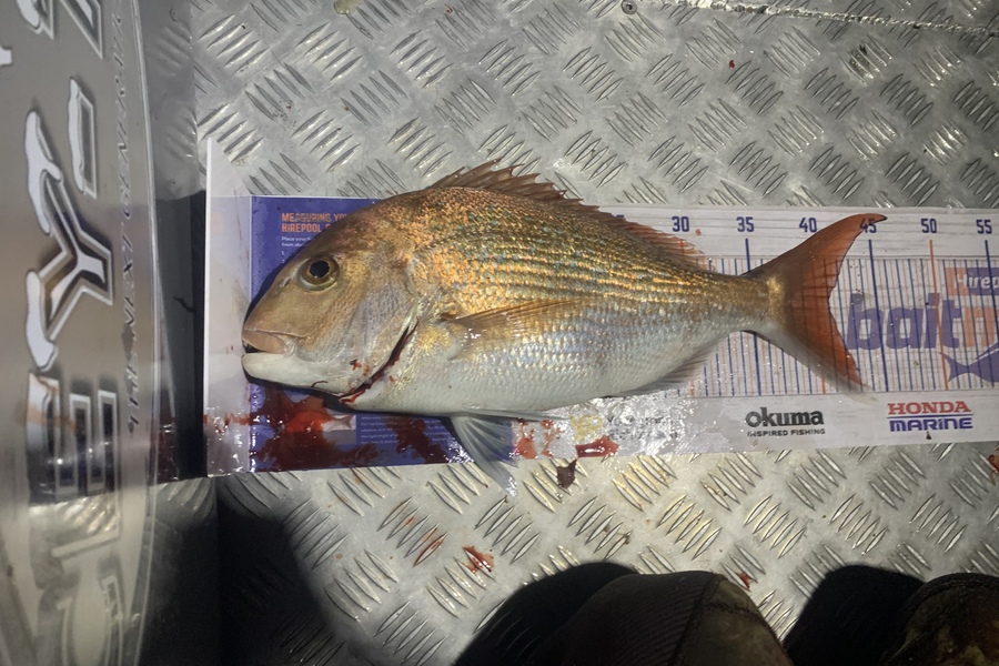 Gavin White caught this 41.0cm Snapper at Wellington  during The Hirepool Baitmates Fishing Comp