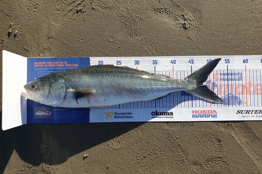 Cruz Mogford caught this 48.0cm Kahawai at Waihi beach during The Hirepool Baitmates Fishing Comp