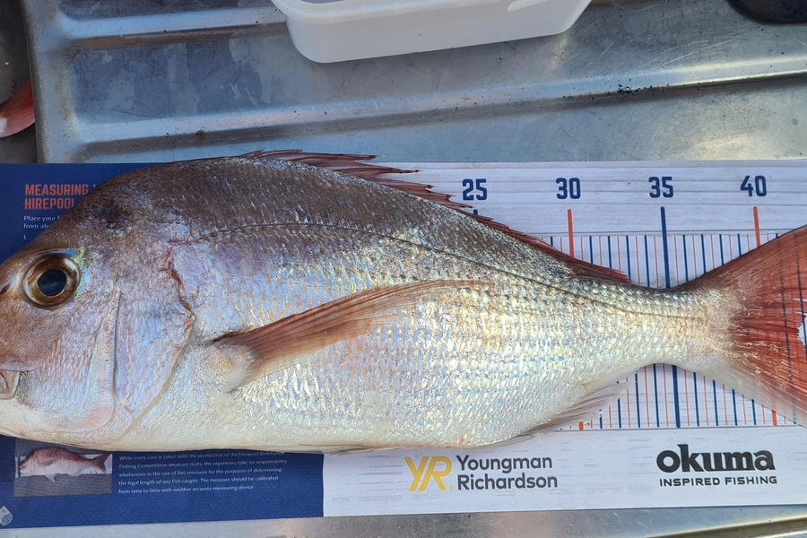 Nick Carter caught this 41.5cm Snapper at Matakana island during The Hirepool Baitmates Fishing Comp