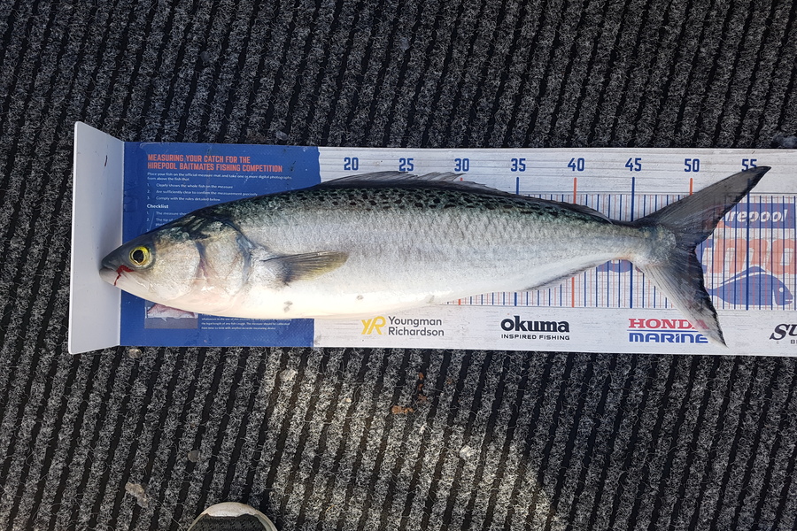 Richard Law caught this 50.0cm Kahawai at Mana during The Hirepool Baitmates Fishing Comp