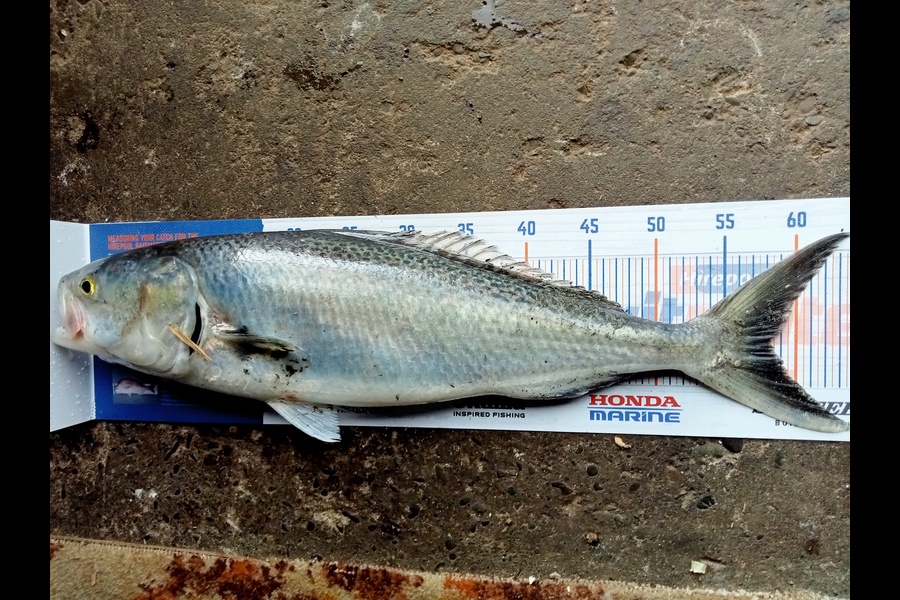 Peter Burbery caught this 58.0cm Kahawai at Turakina  during The Hirepool Baitmates Fishing Comp