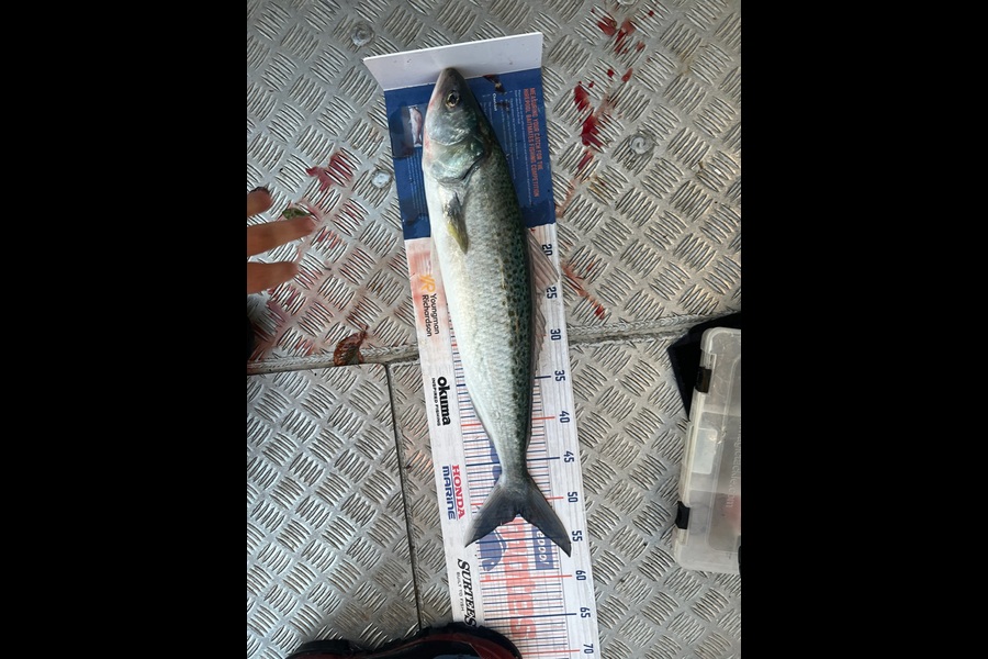 Steve Worthington caught this 51.5cm Kahawai at Bream Bay during The Hirepool Baitmates Fishing Comp