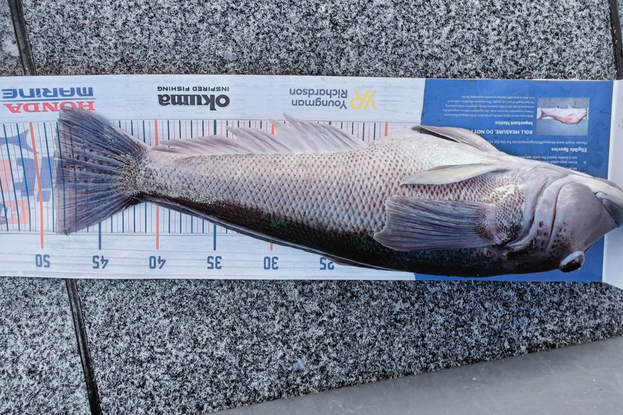 Trent Wales caught this 48.0cm Blue Cod at Durville  during The Hirepool Baitmates Fishing Comp
