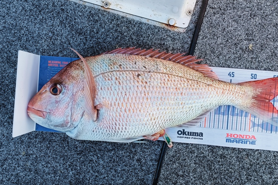 Trent Wales caught this 54.0cm Snapper at Durville  during The Hirepool Baitmates Fishing Comp