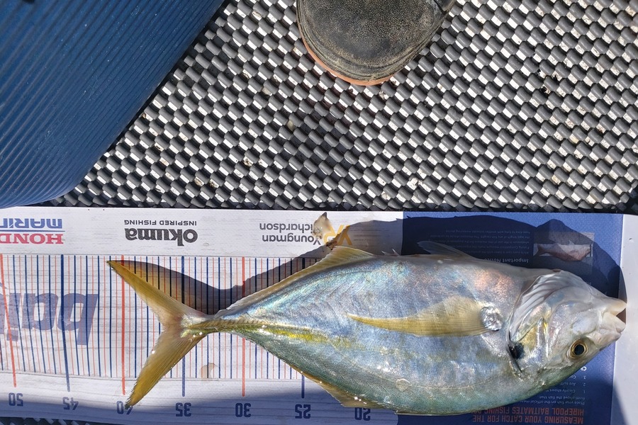 Rik Skedgwell caught this 36.5cm Trevally at Coromandel during The Hirepool Baitmates Fishing Comp
