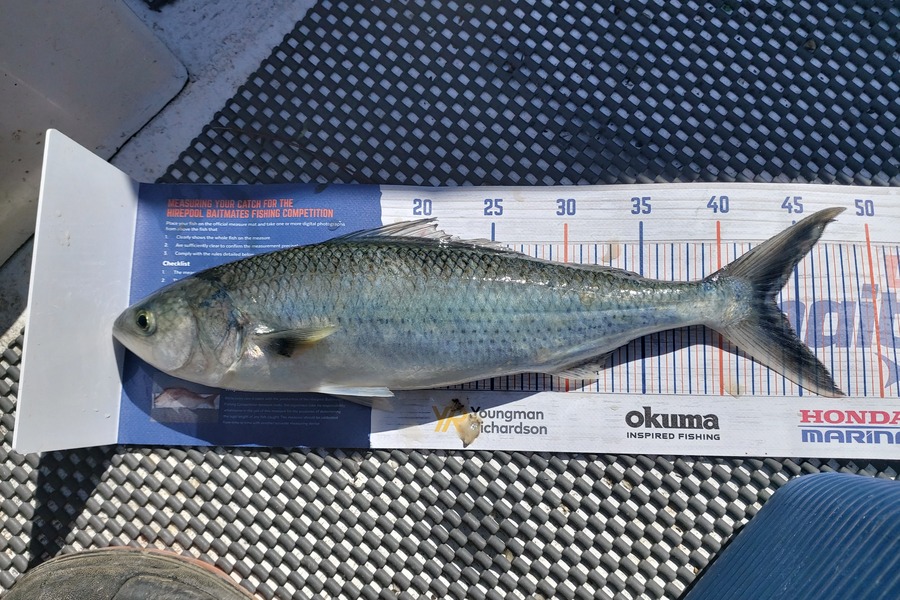 Rik Skedgwell caught this 43.5cm Kahawai at Coromandel during The Hirepool Baitmates Fishing Comp