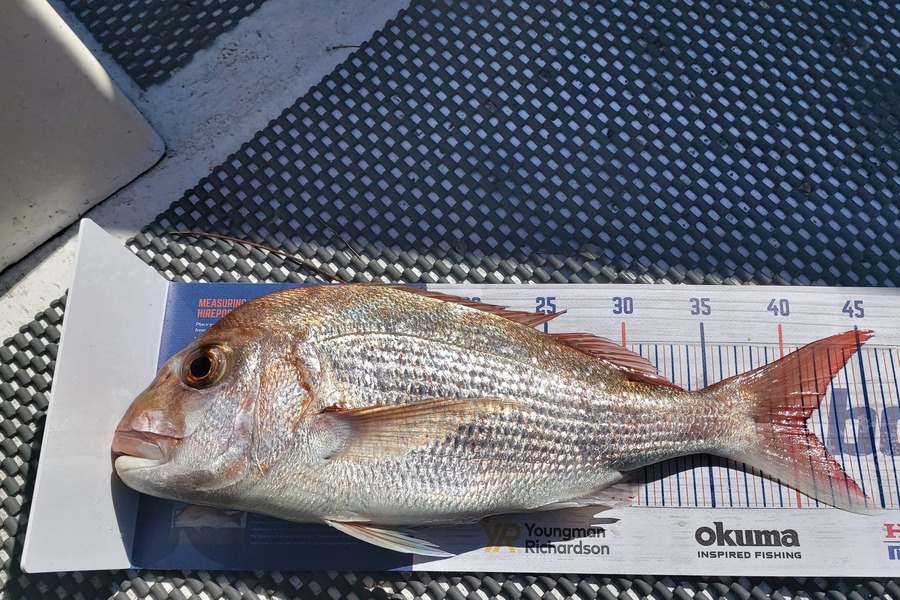 Rik Skedgwell caught this 41.0cm Snapper at Coromandel during The Hirepool Baitmates Fishing Comp