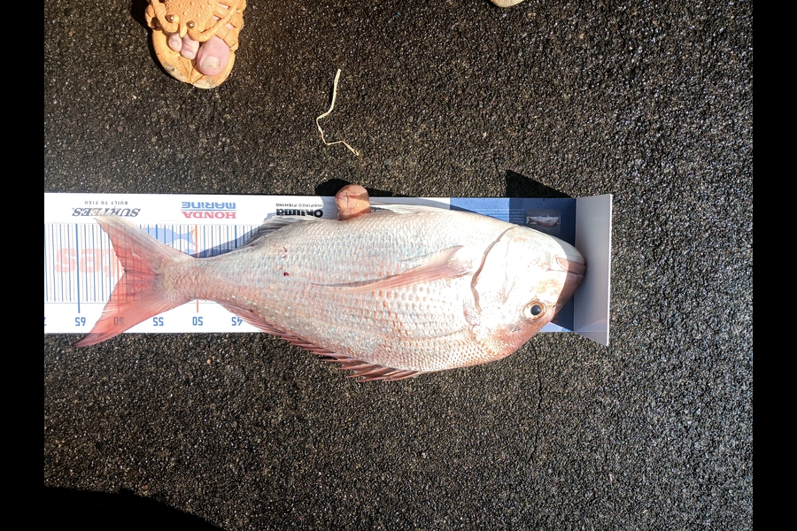 Andrew Carswell caught this 59.0cm Snapper at New Plymouth  during The Hirepool Baitmates Fishing Comp