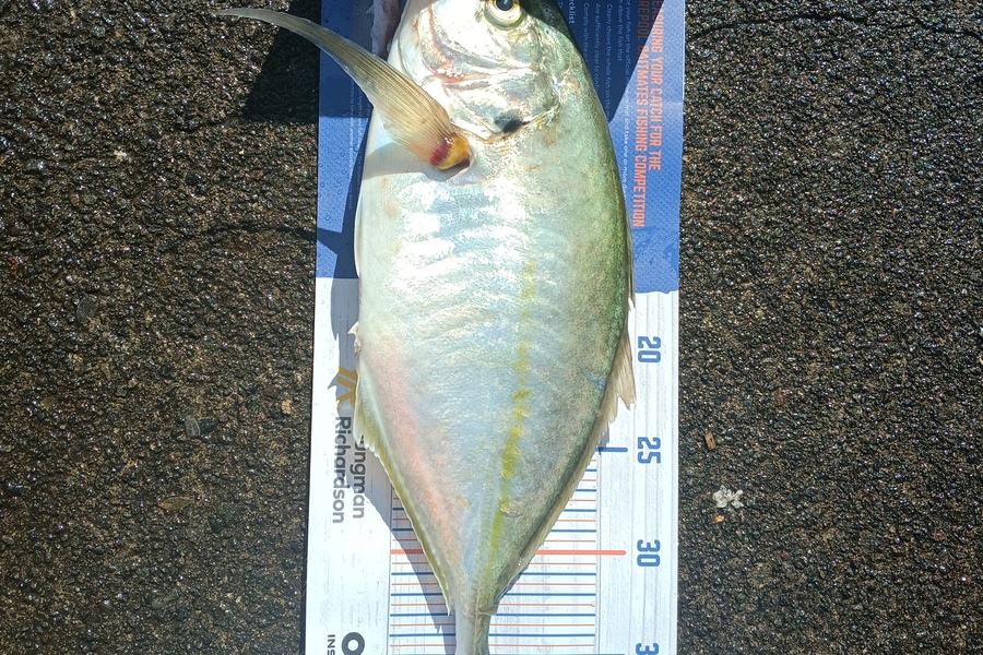 Andrew Carswell caught this 38.5cm Trevally at New Plymouth  during The Hirepool Baitmates Fishing Comp