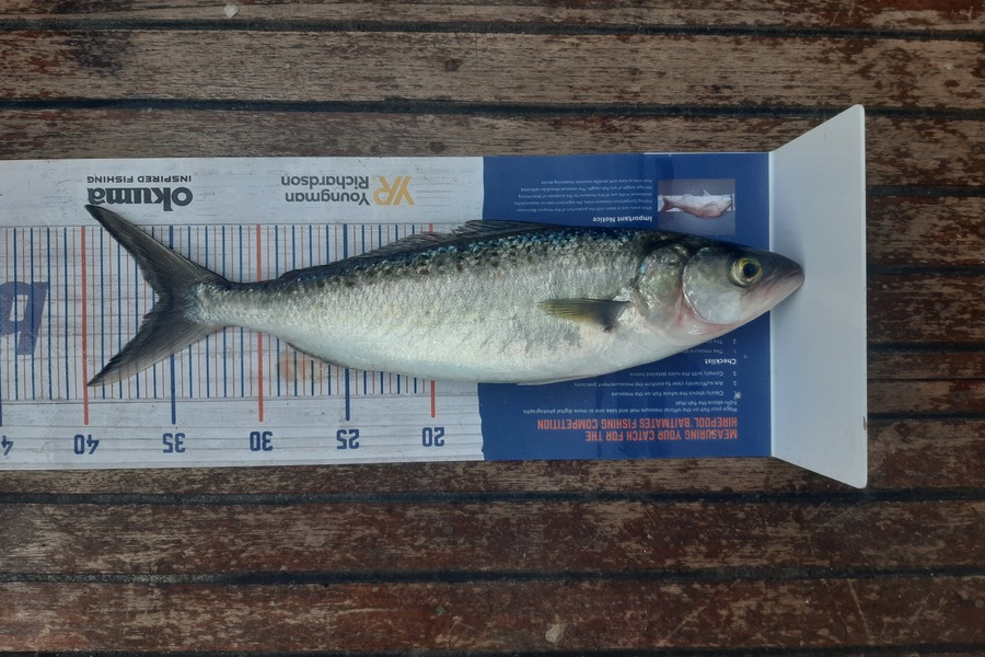 Karen Barnao caught this 35.5cm Kahawai at Nine pin during The Hirepool Baitmates Fishing Comp