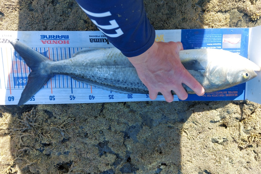 Troy Rae-Royle caught this 54.5cm Kahawai at Whangaparaoa  during The Hirepool Baitmates Fishing Comp