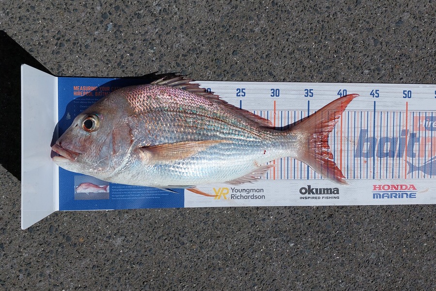 Richard Laker caught this 38.0cm Snapper at Waiheke during The Hirepool Baitmates Fishing Comp