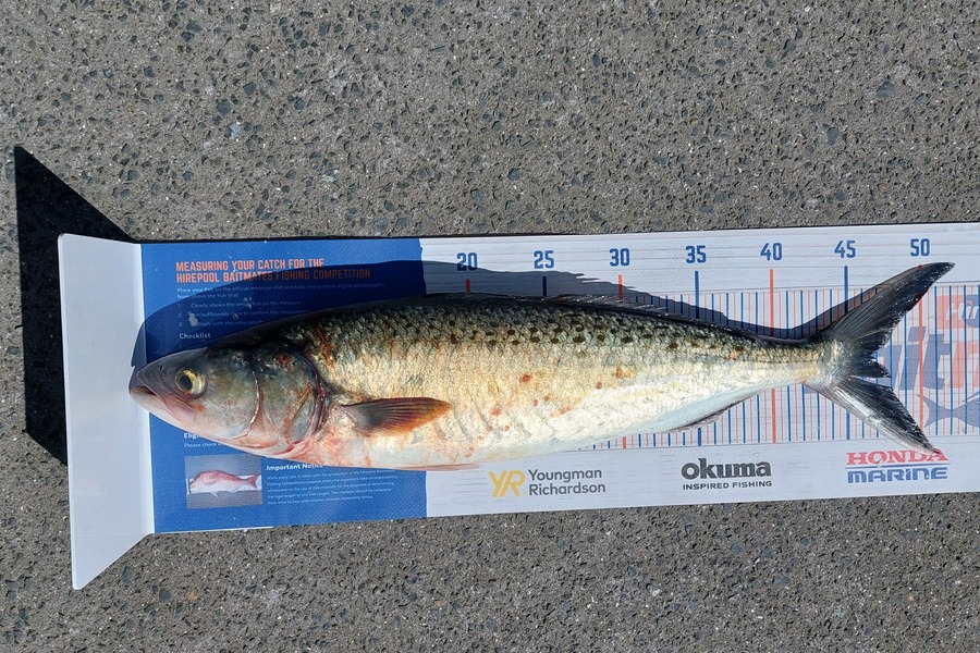 Richard Laker caught this 47.0cm Kahawai at Waiheke during The Hirepool Baitmates Fishing Comp