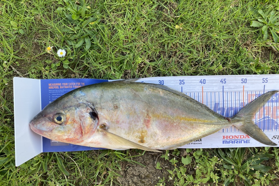 Azhar Ali caught this 52.0cm Trevally at Kawakawa bay during The Hirepool Baitmates Fishing Comp