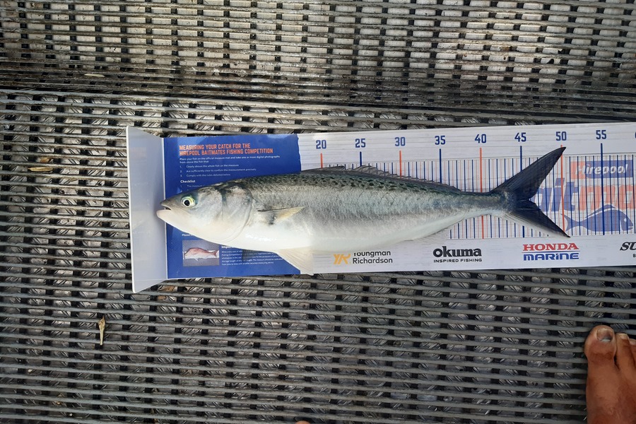 Clinton Emtage caught this 45.5cm Kahawai at Bay of islands  during The Hirepool Baitmates Fishing Comp