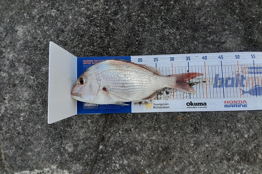 Andre Warena caught this 34.0cm Snapper at Maketu  during The Hirepool Baitmates Fishing Comp