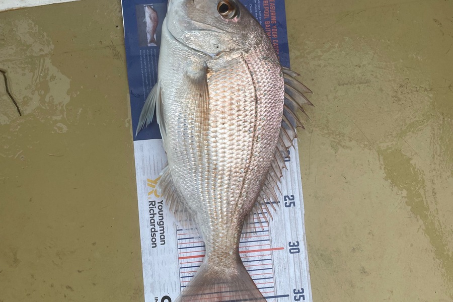 Lee Paetai caught this 35.5cm Snapper at Auckland  during The Hirepool Baitmates Fishing Comp