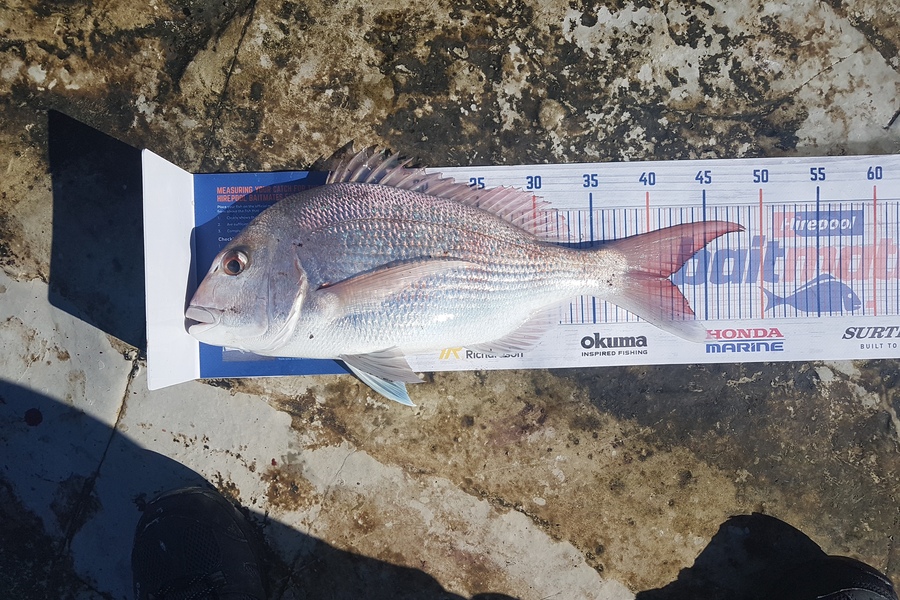 Paul White caught this 41.5cm Snapper at East coast north island during The Hirepool Baitmates Fishing Comp
