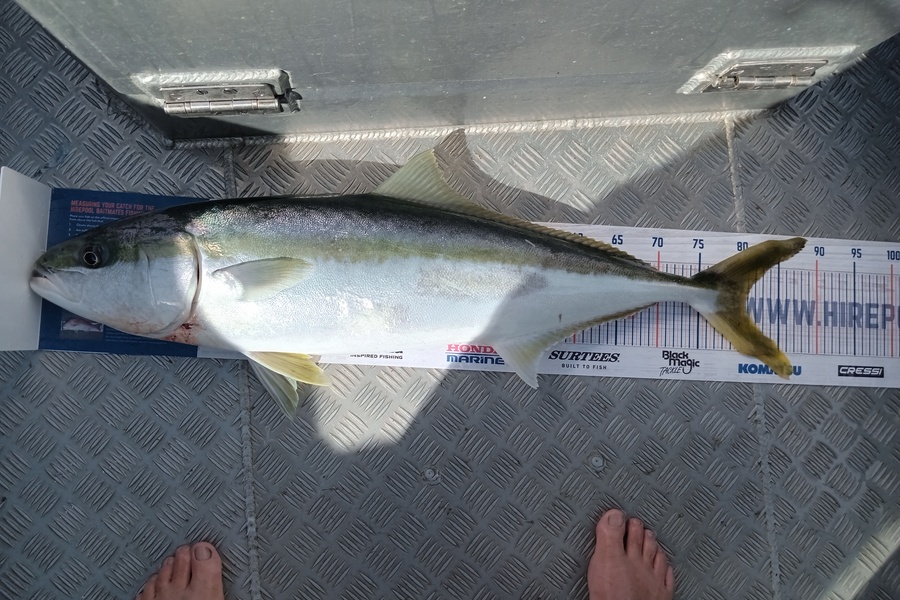 Dave Thomson caught this 80.5cm Kingfish at New Plymouth  during The Hirepool Baitmates Fishing Comp